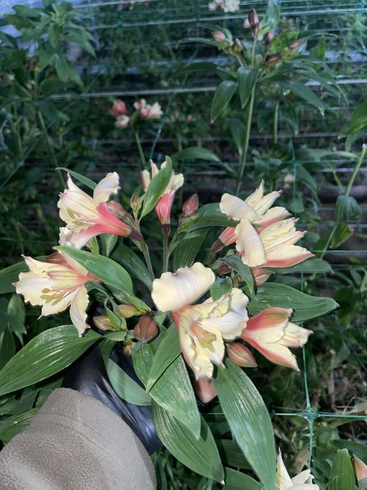 Корни альстромерии