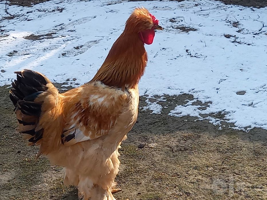 Brama xurozlar sotiladi toza