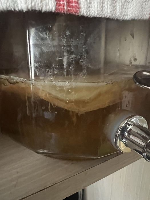 Ciuperca Kombucha