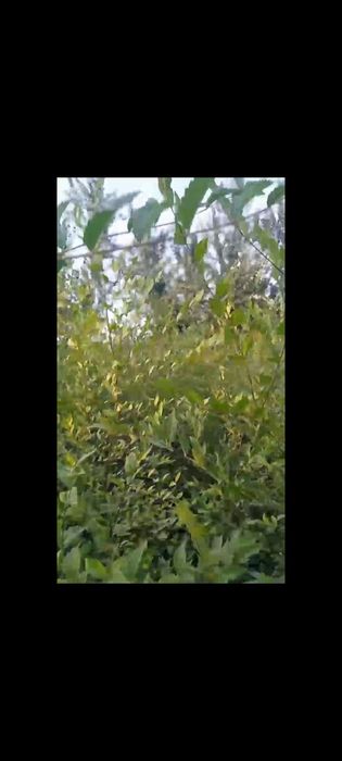 Gujum qayragoch 2yillik гужум,