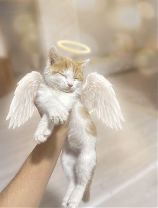 Котенок полтора месяца домашний