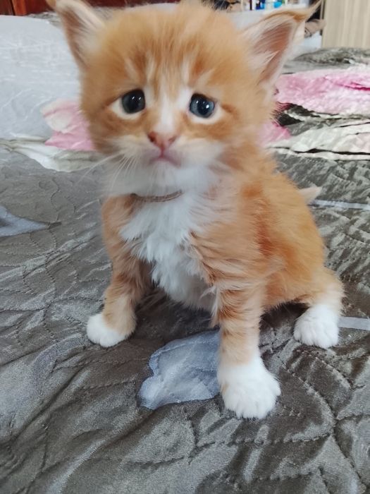 Котята Мейн-куна