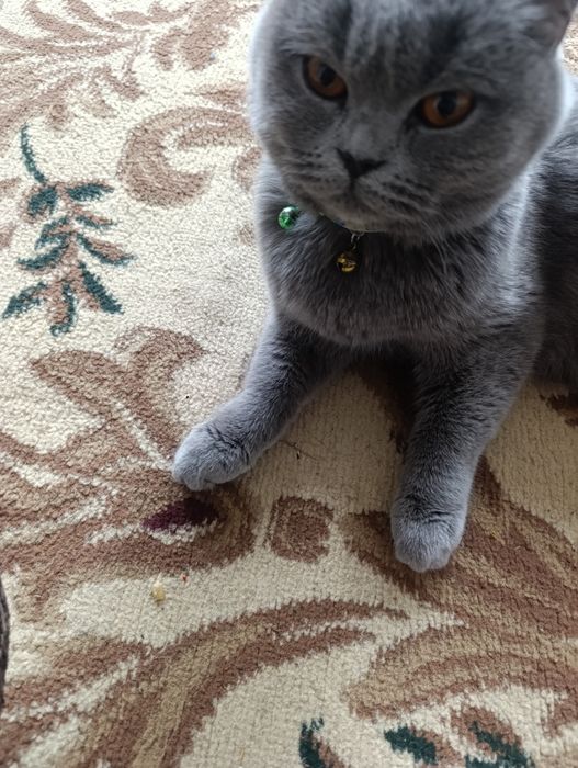 Британский кошка - Britan mushugi