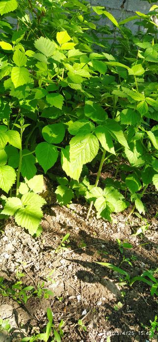 Мадина кошет Саженцы малины