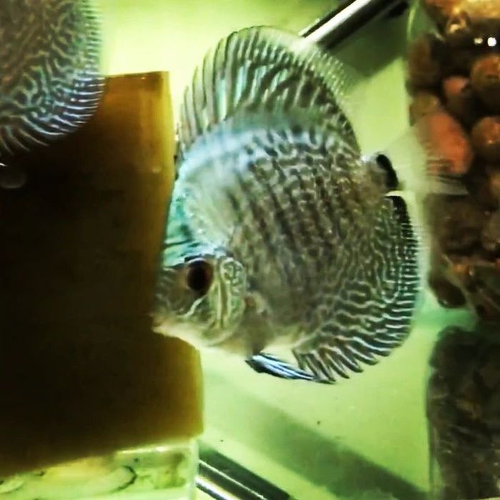 Мальки высокого качества от привозных производительей