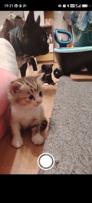 Котенок девочка  крупная