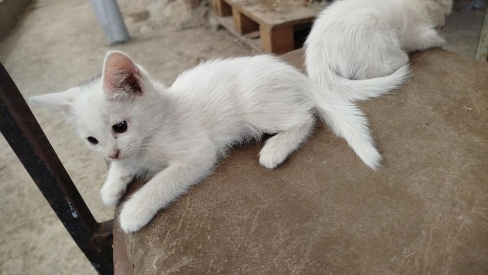 Mushuklar sotiladi