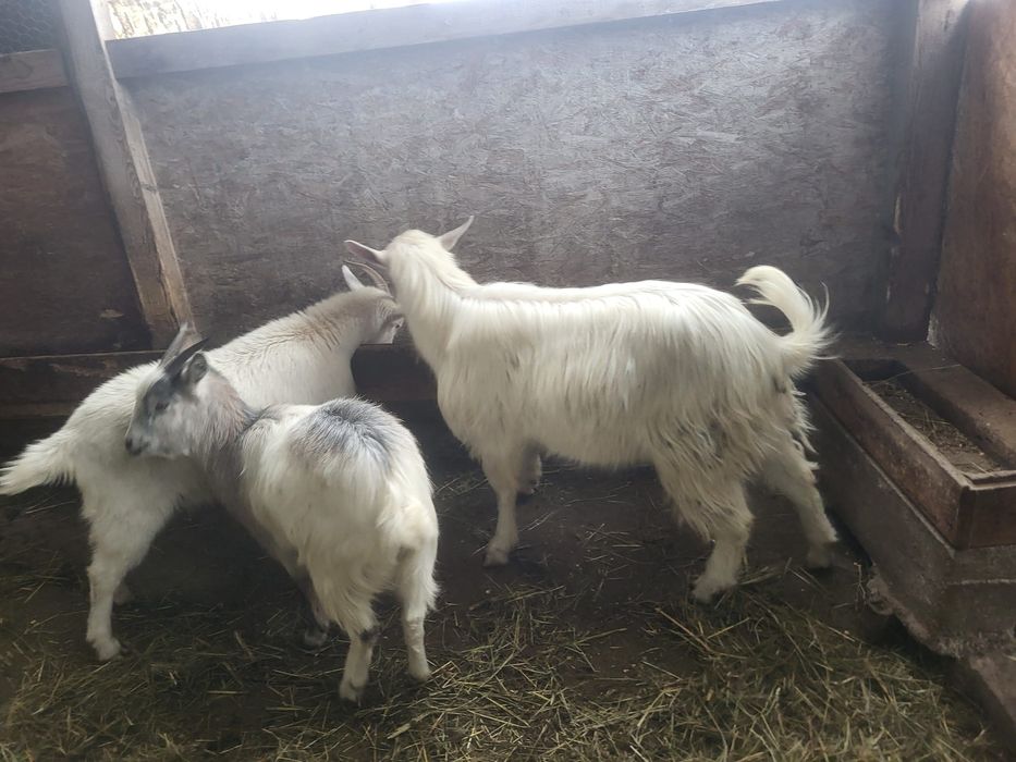 Vând 2 iede și un țăpișor