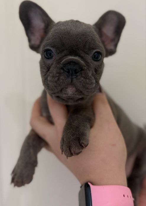 Малыши французского бульлога