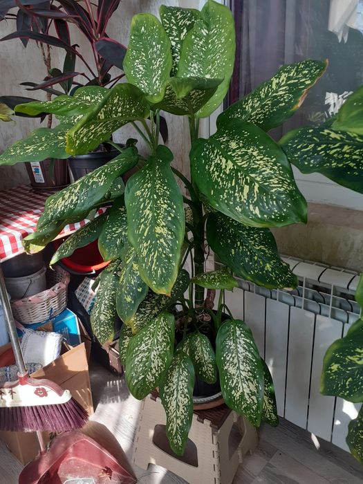 Комнатные  цветы