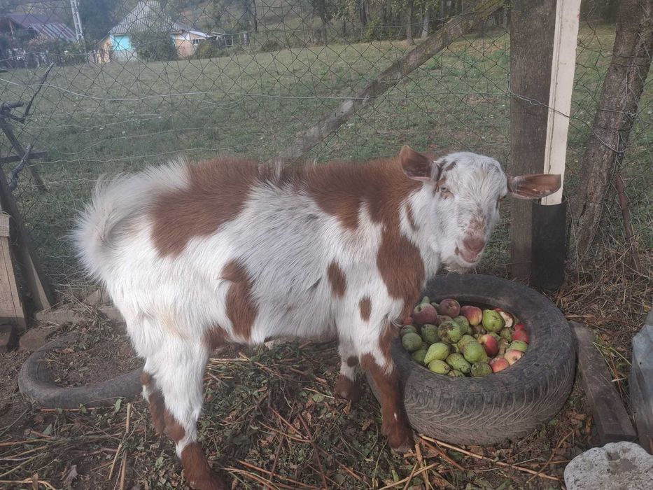 Țap de vânzare Alb cu roșu