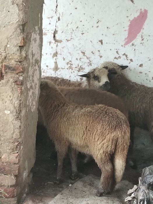 Vând berbecuți  de anul acesta