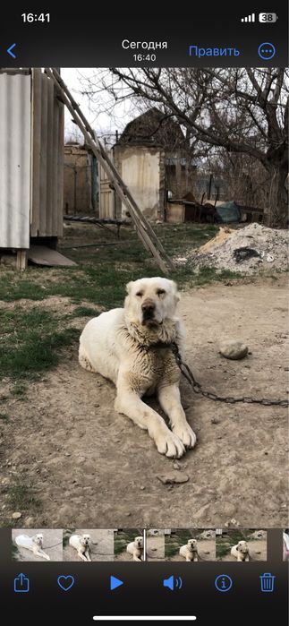 Собака Алабай чистокровный белый.