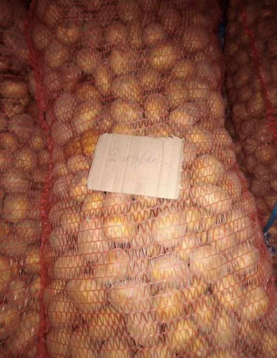 Семена картофеля раннего сорта «Джувел»