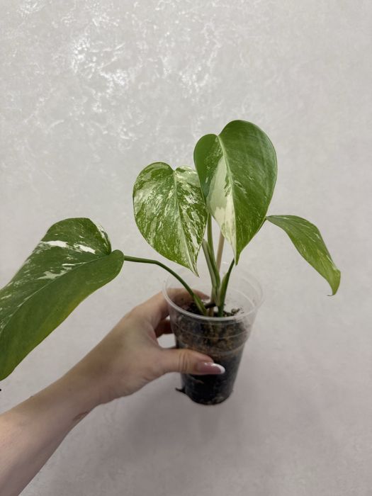 Монстера Альба 8500 тенге