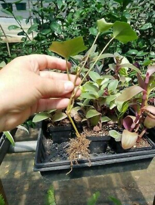 Puieti de iedera ( HEDERA HELIX) la pret de producator +alte specii