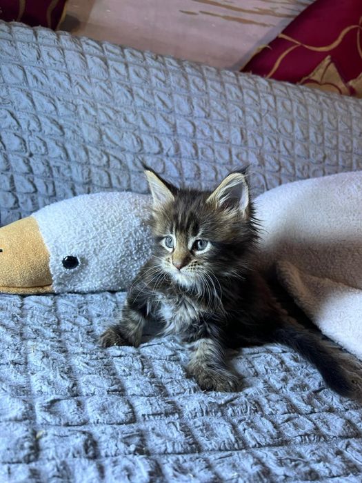 Котята Мейн-Кун!!!