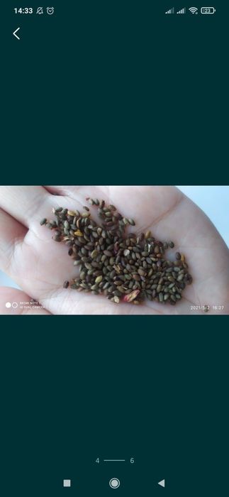 Продам семена цветов Сальвия