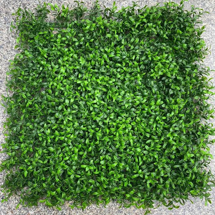 Фитостена, Самшит