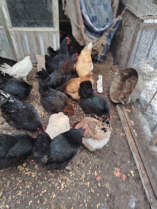 Продам домашные куры