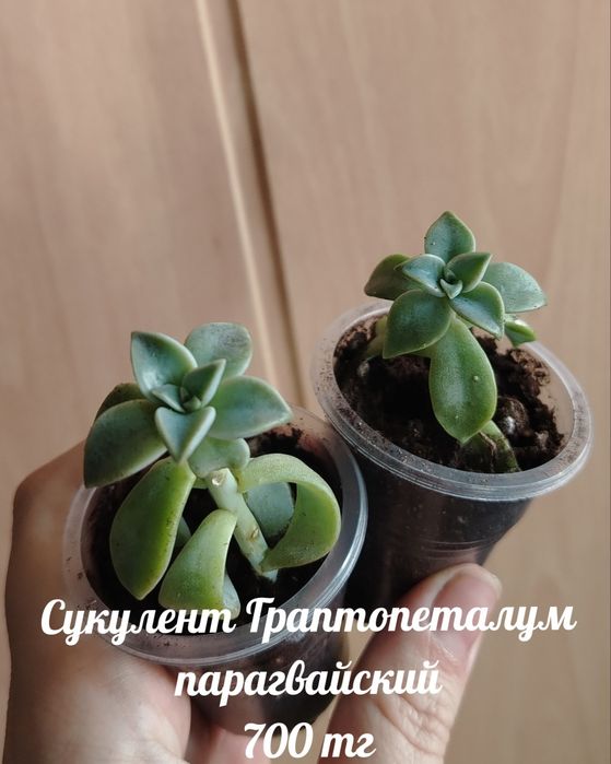 Продам комнатные растения