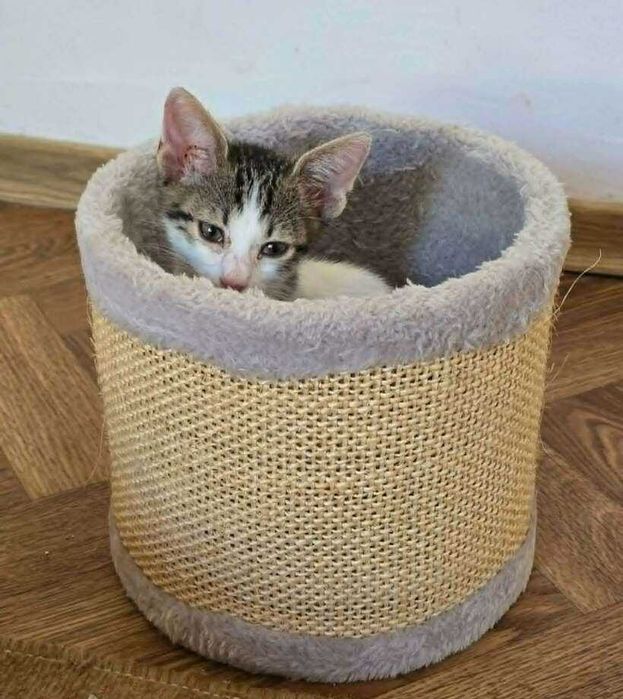 коте бебе търси дом