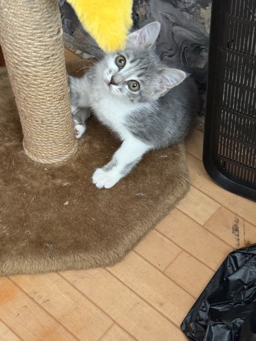 Отдаю котенка девочка