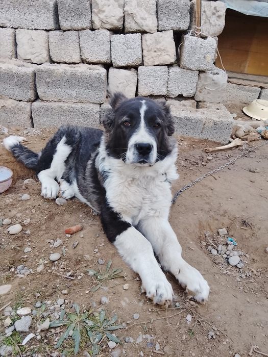 Сабака алабай.  Даром