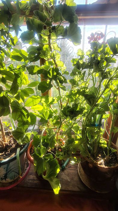 Шефлера, пеларгония и мандарин