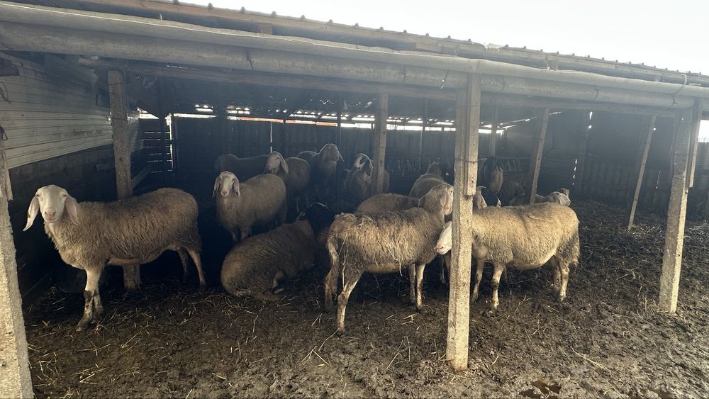 De vanzare oi bergamasca