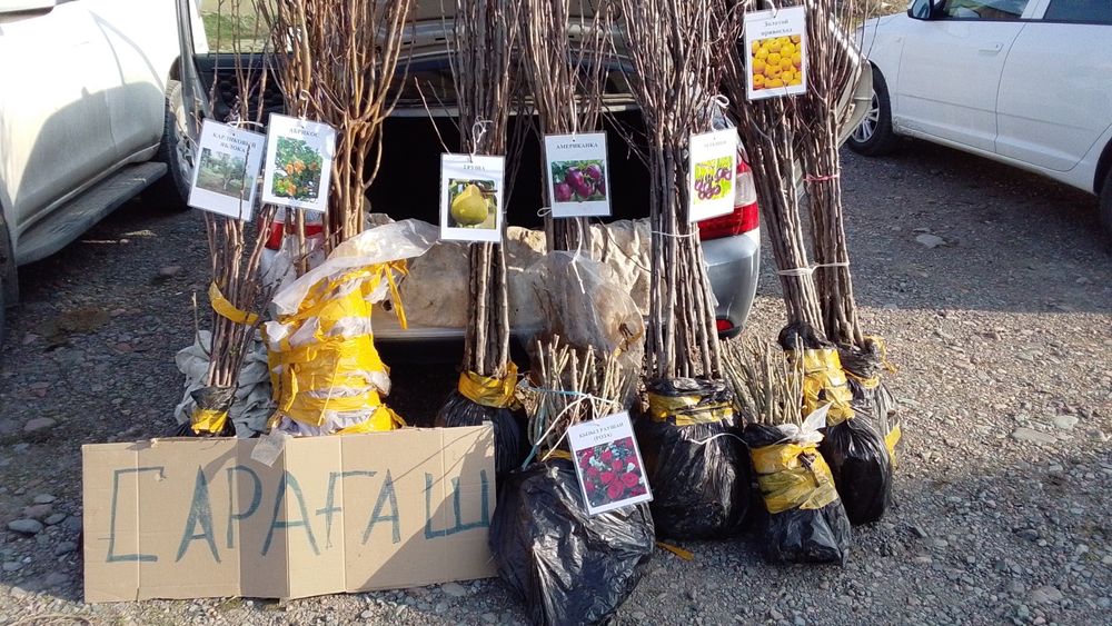 Кошет сатылады Мерке Аудан.