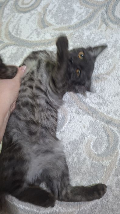 Котенок бесплатно