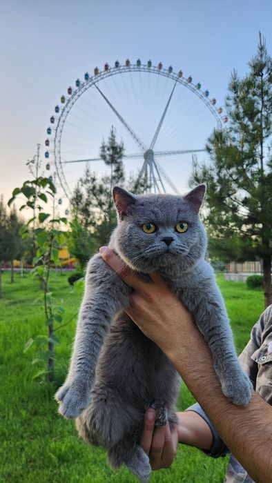 Кошка Британский