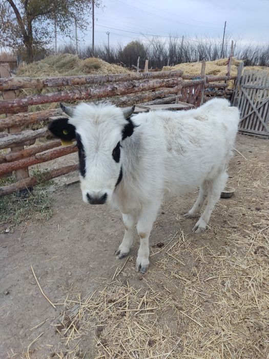 Қашар бар сатылымда