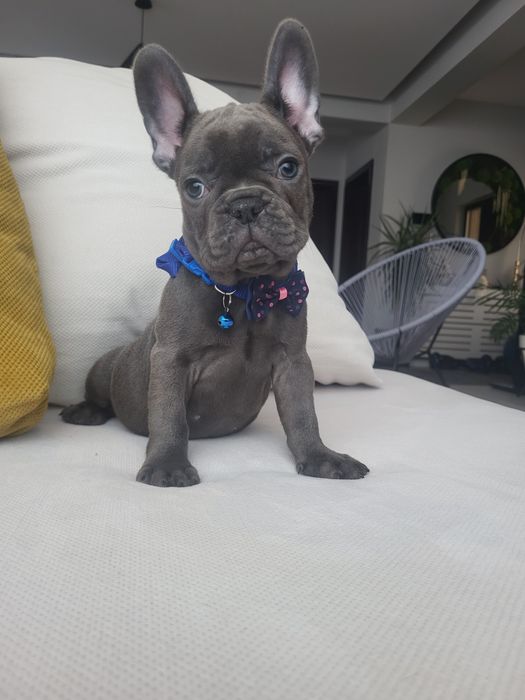 Bulldog francez blue