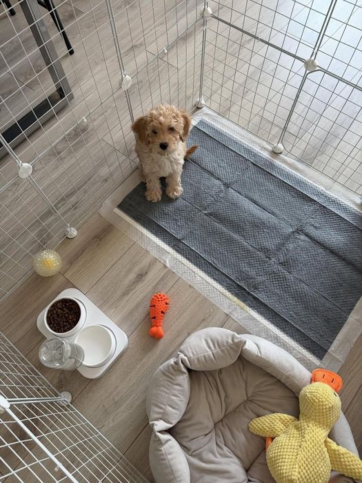 Передержка домашних питомцев