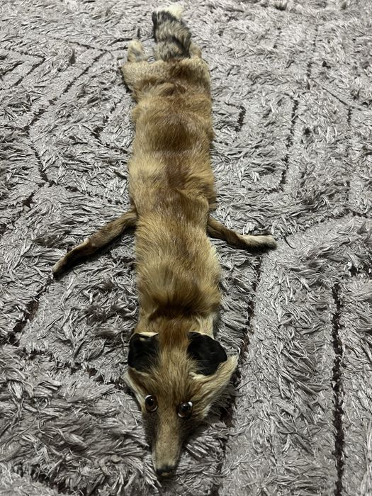 Лисица за палто