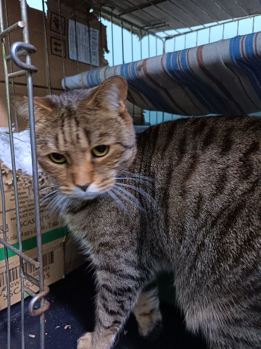 Отдам в добрые руки