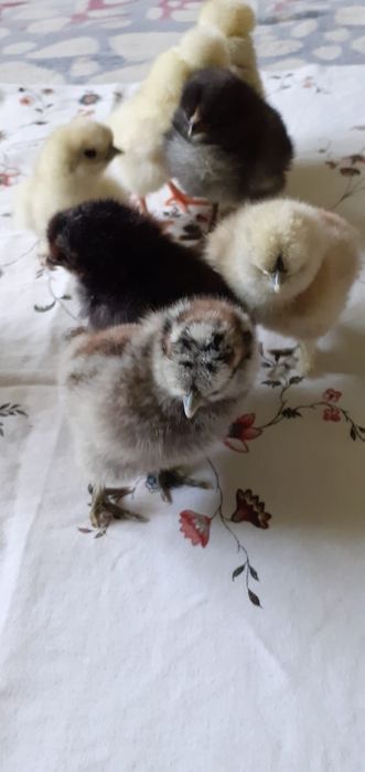 Puii de mătase și de moțată olandeză,și de ouă verzi