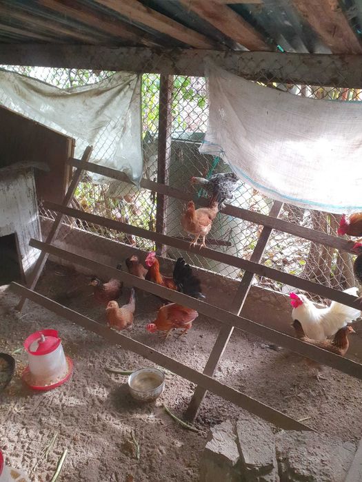 Cocoși și găinuțe de munte