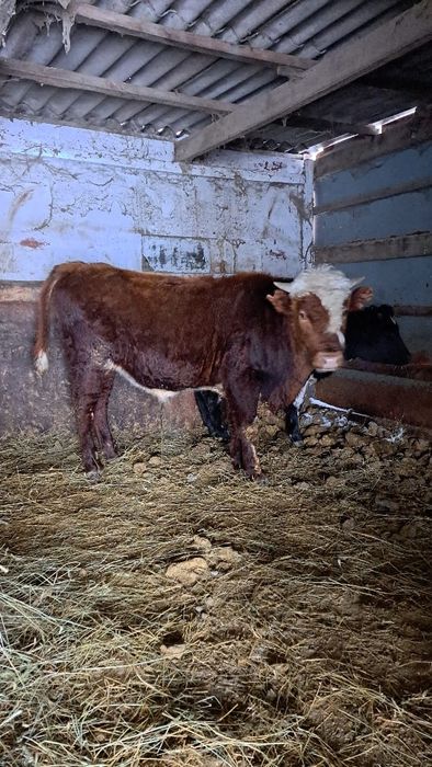 Продам бычок на Племя