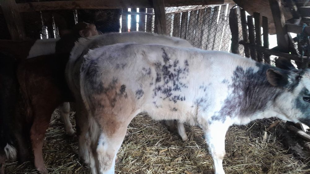 Vând 6 viței începând de la vârsta de 3 luni la 6 luni