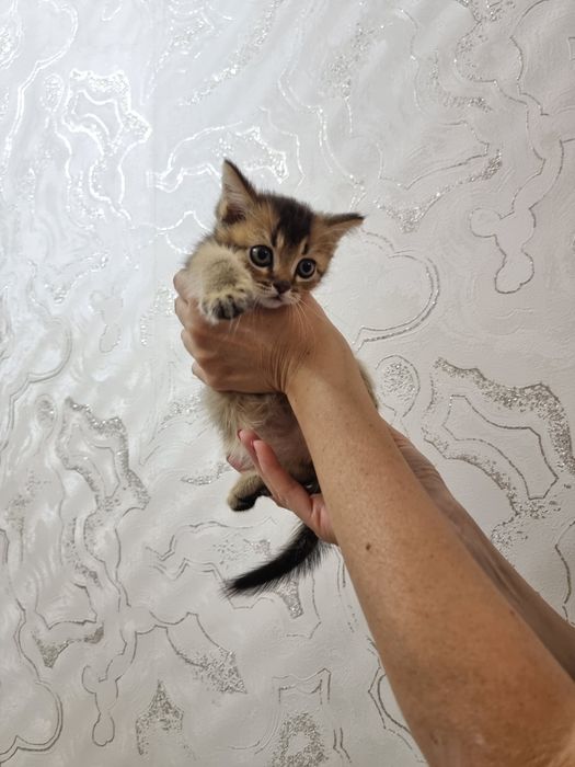 Котята породы скоттиш фолд и страйт золотая шиншилла