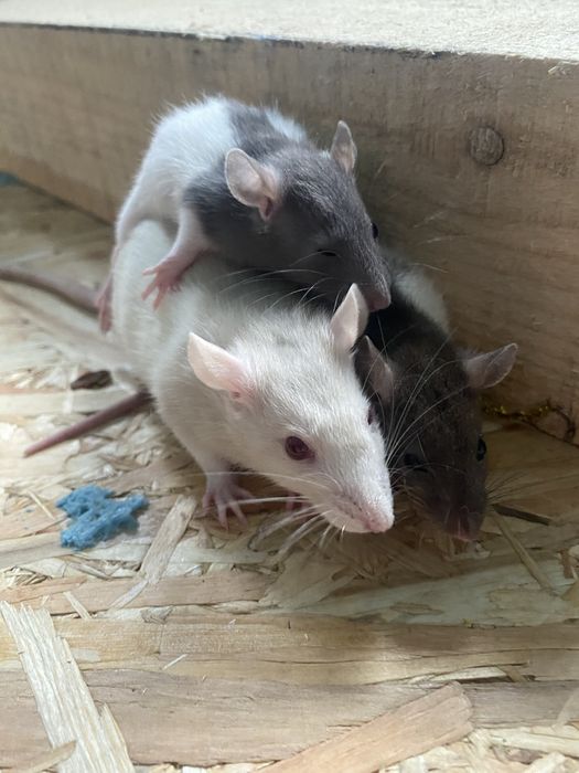 Vand sobolani dumbo de companie