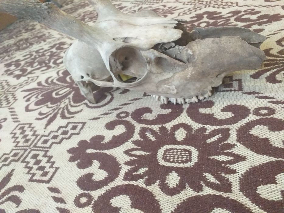 Рога рог елен еленски лопатар сръндак сърна роги трофей ловен ловци