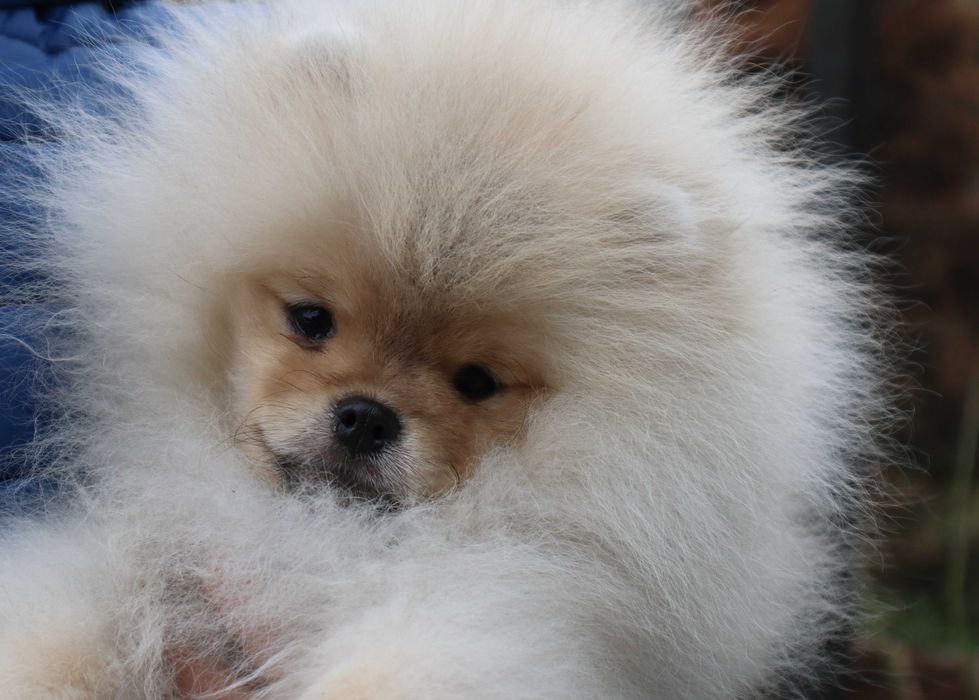 Страхотно момченце померан с родословие FCI