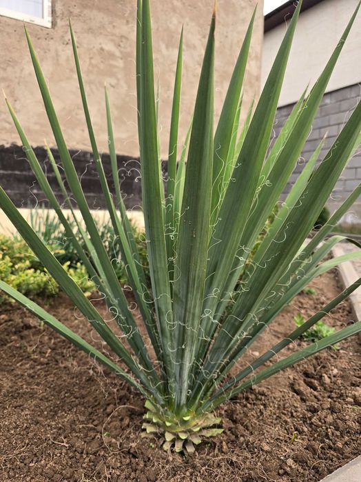 Юкка нитчатая садовая