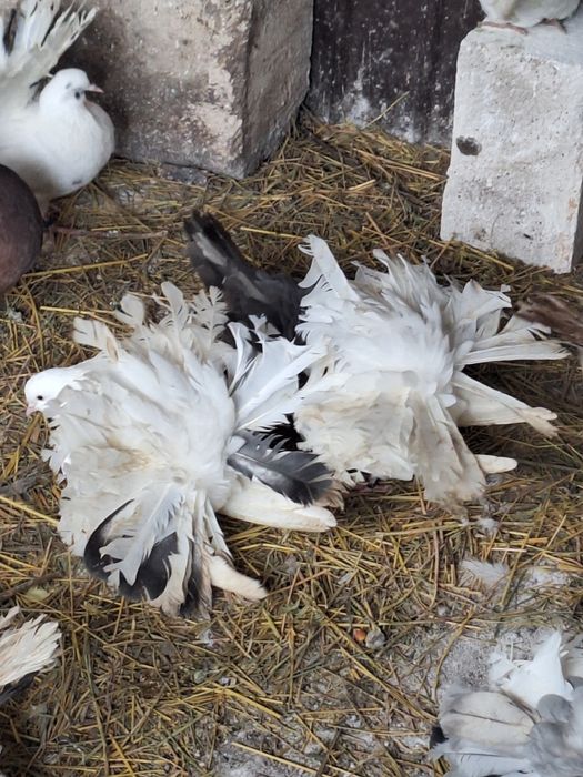 Porumbei rotați/curcani
