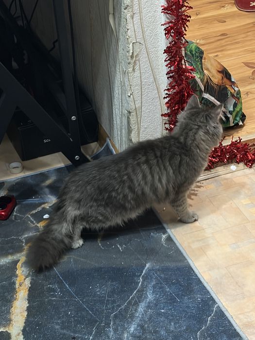 кошка пушистая котенок