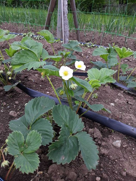 Vând stoloni/rasad căpșune Soi Remontant Albinon care fac rod tot anul